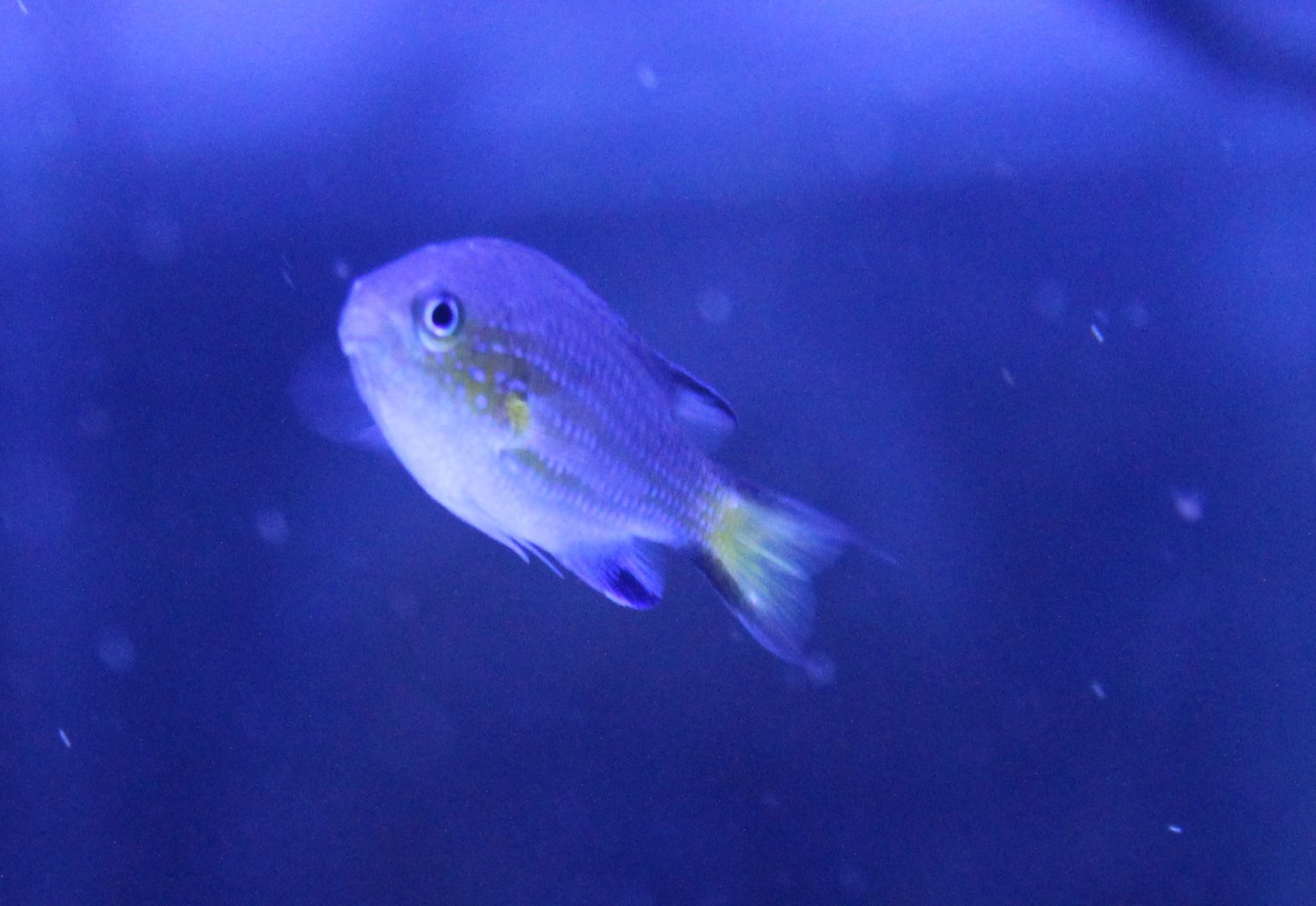 Chromis vanderbilt - Vanderbilt damselfish