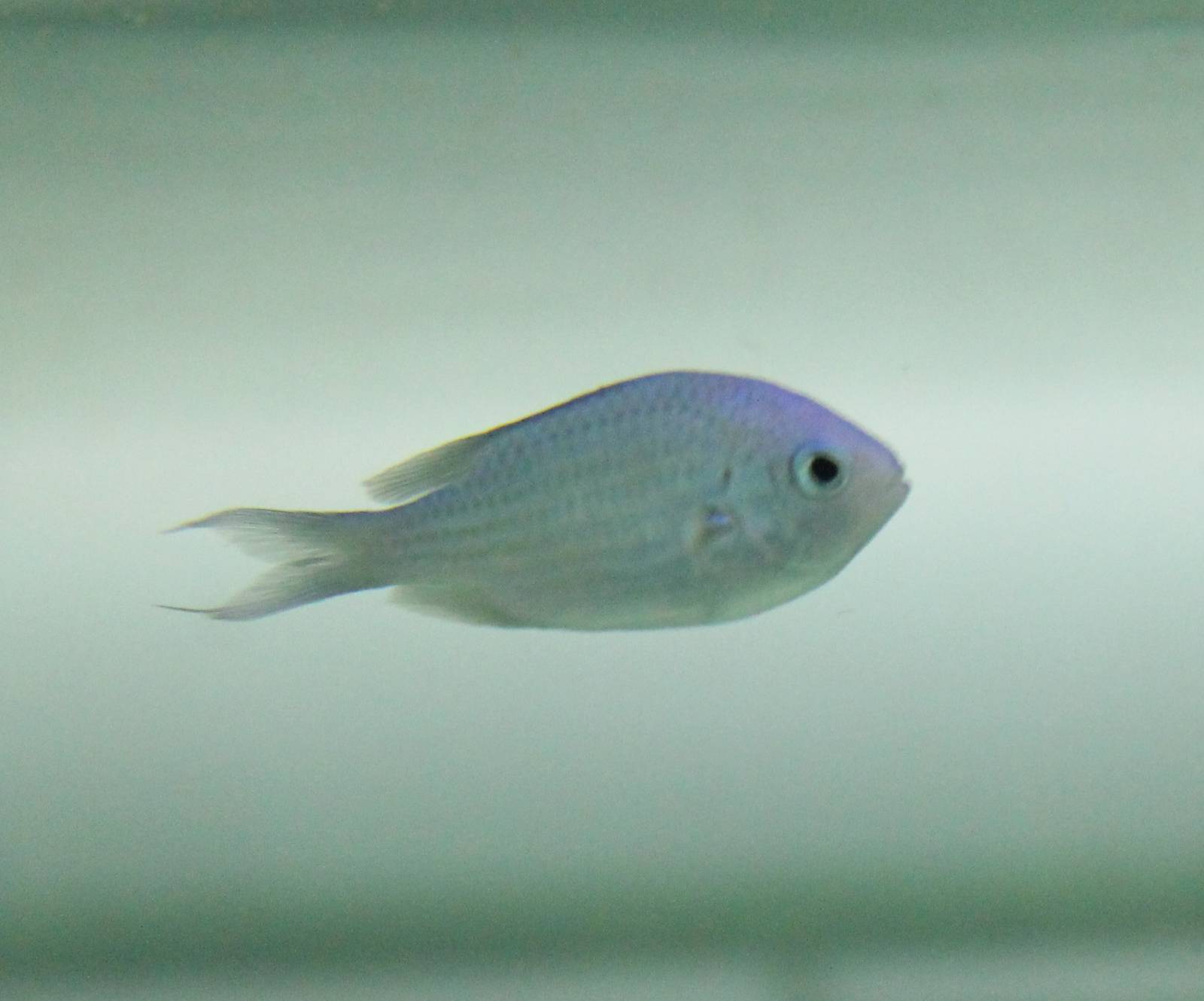 Chromis virdis