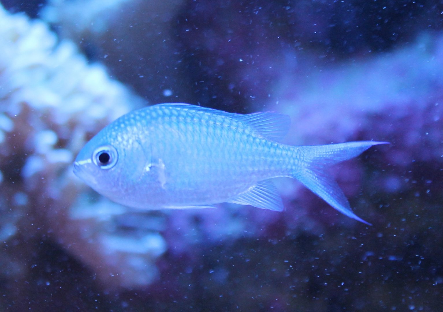 Chromis viridis