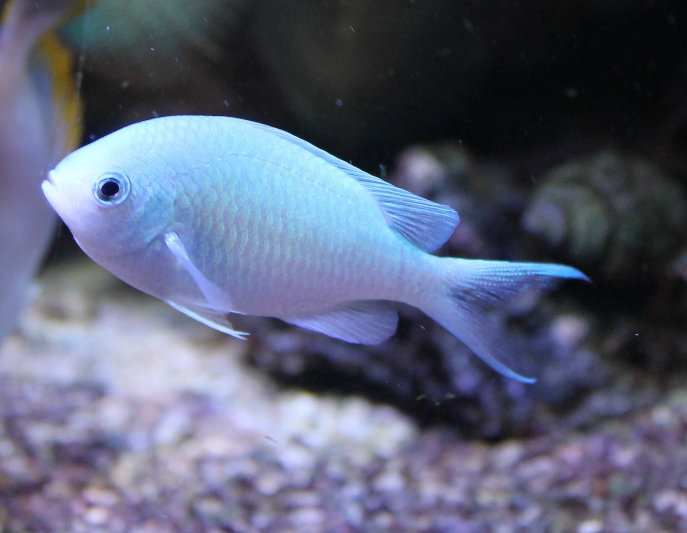 Chromis viridis