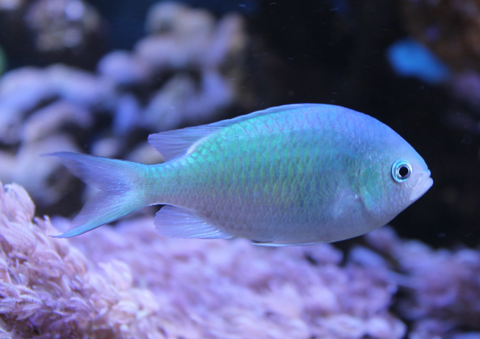 Chromis viridis