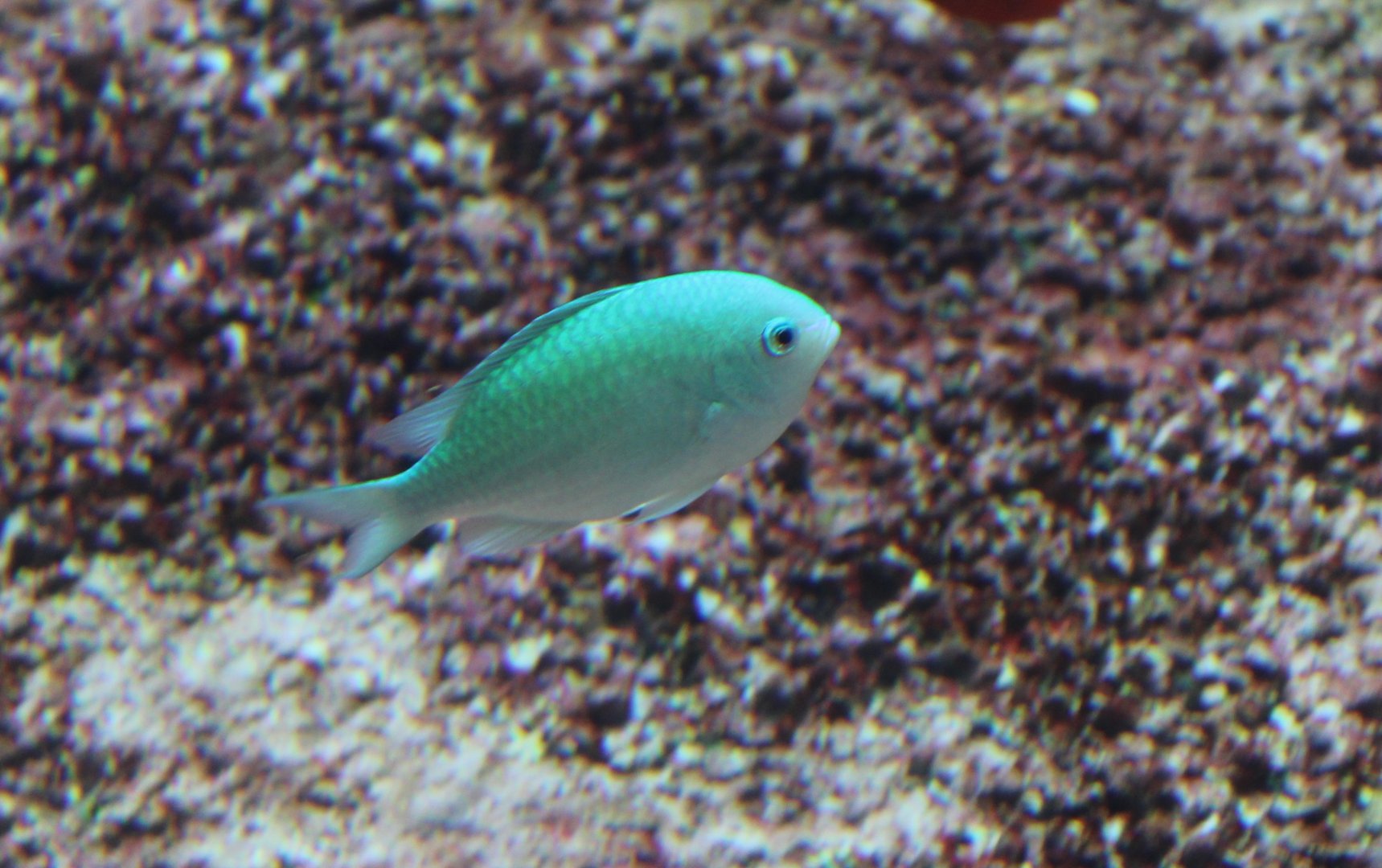 Chromis viridis