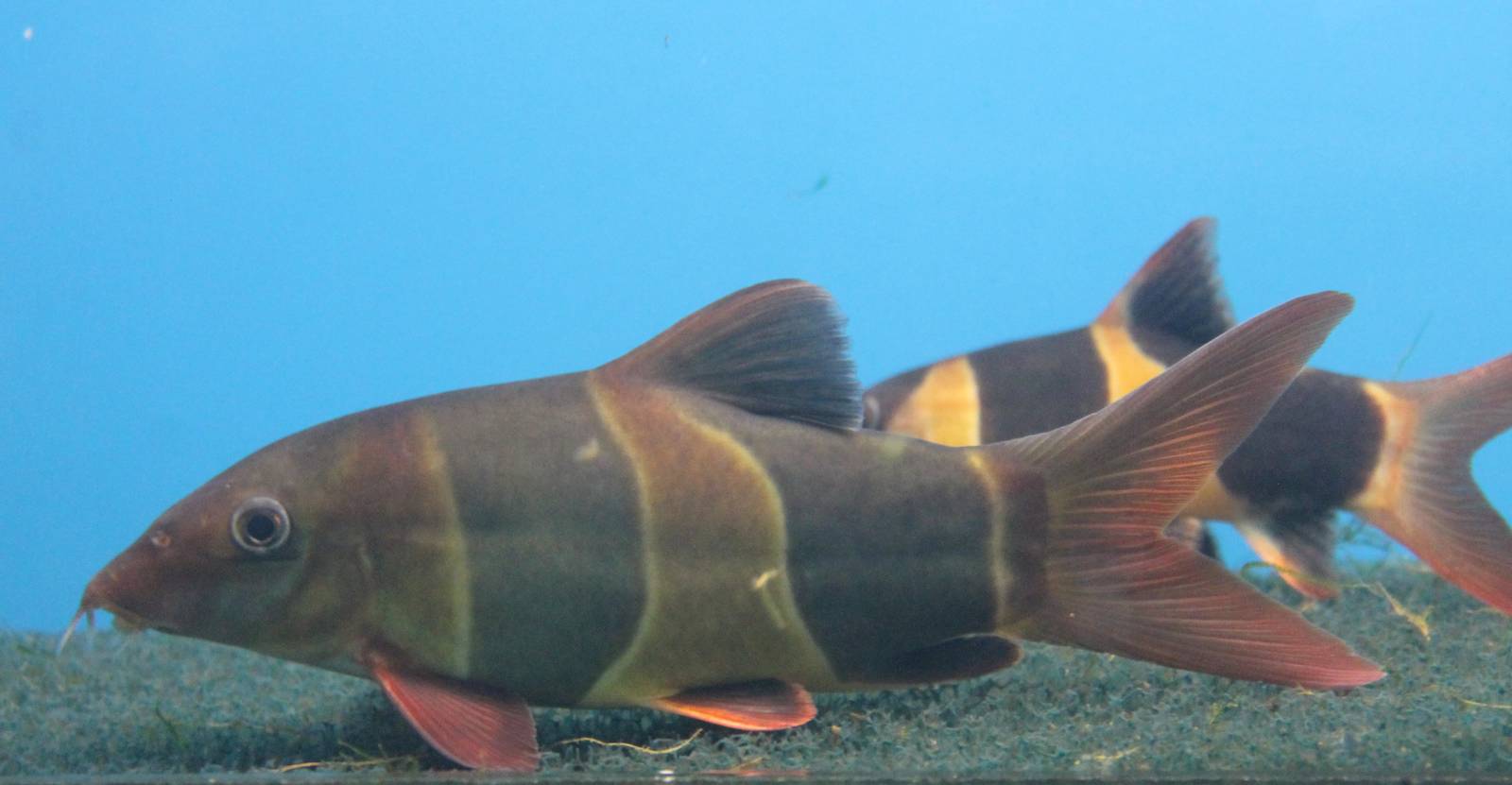 Chromobotia macracanthus