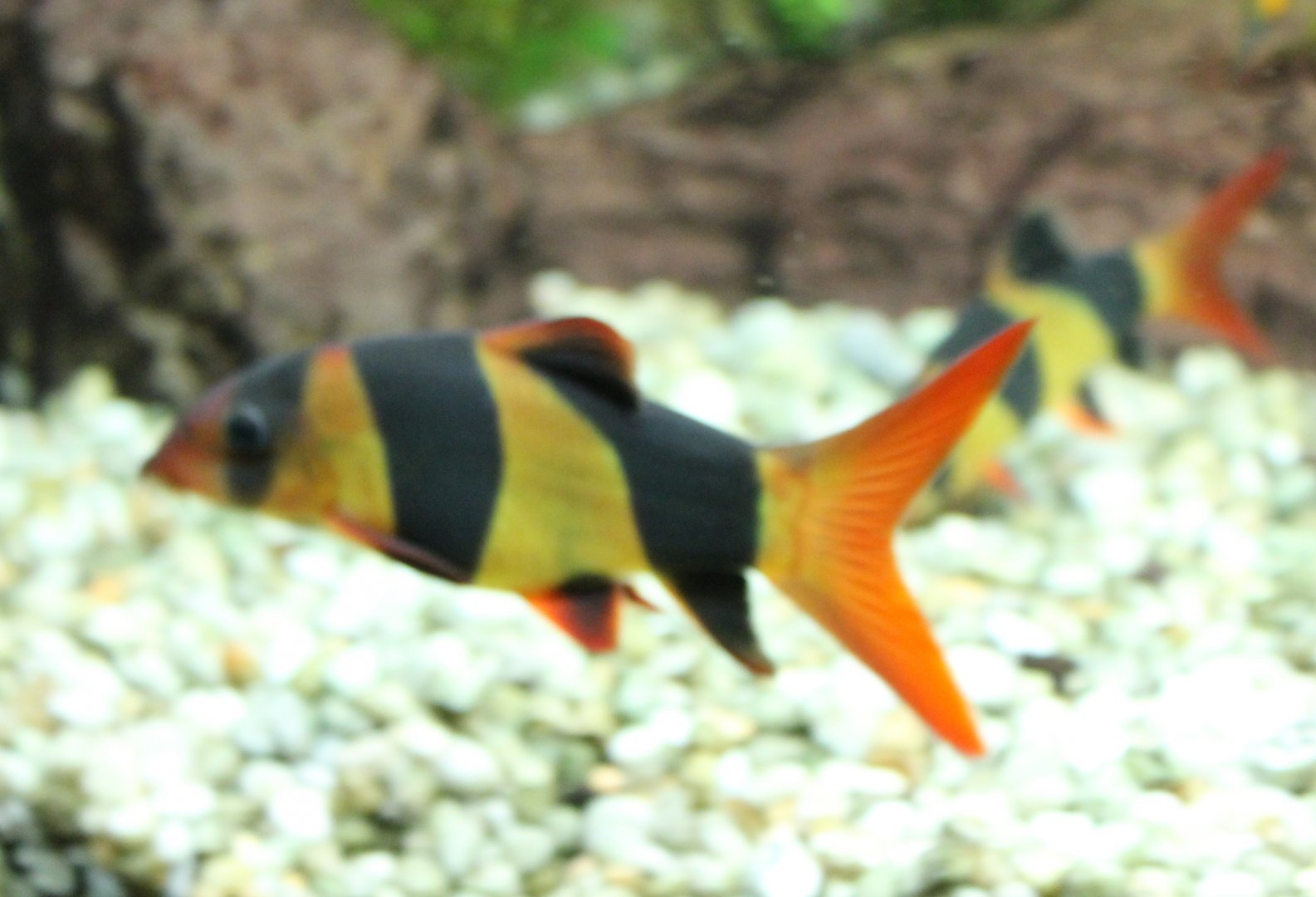 Chromobotia macracanthus