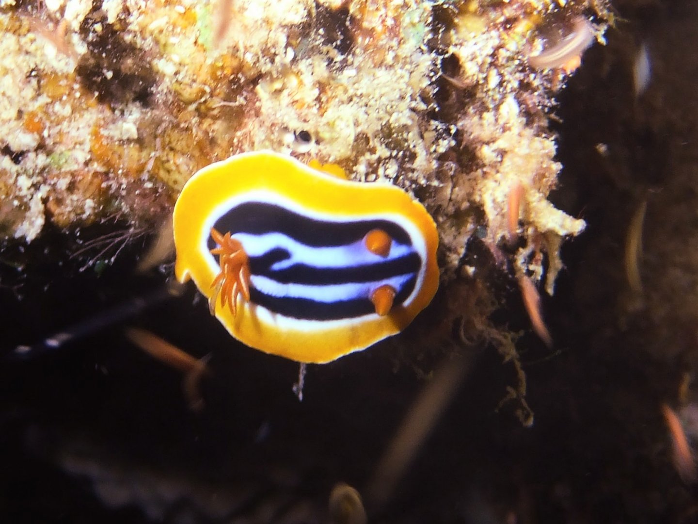 Chromodoris tricolor