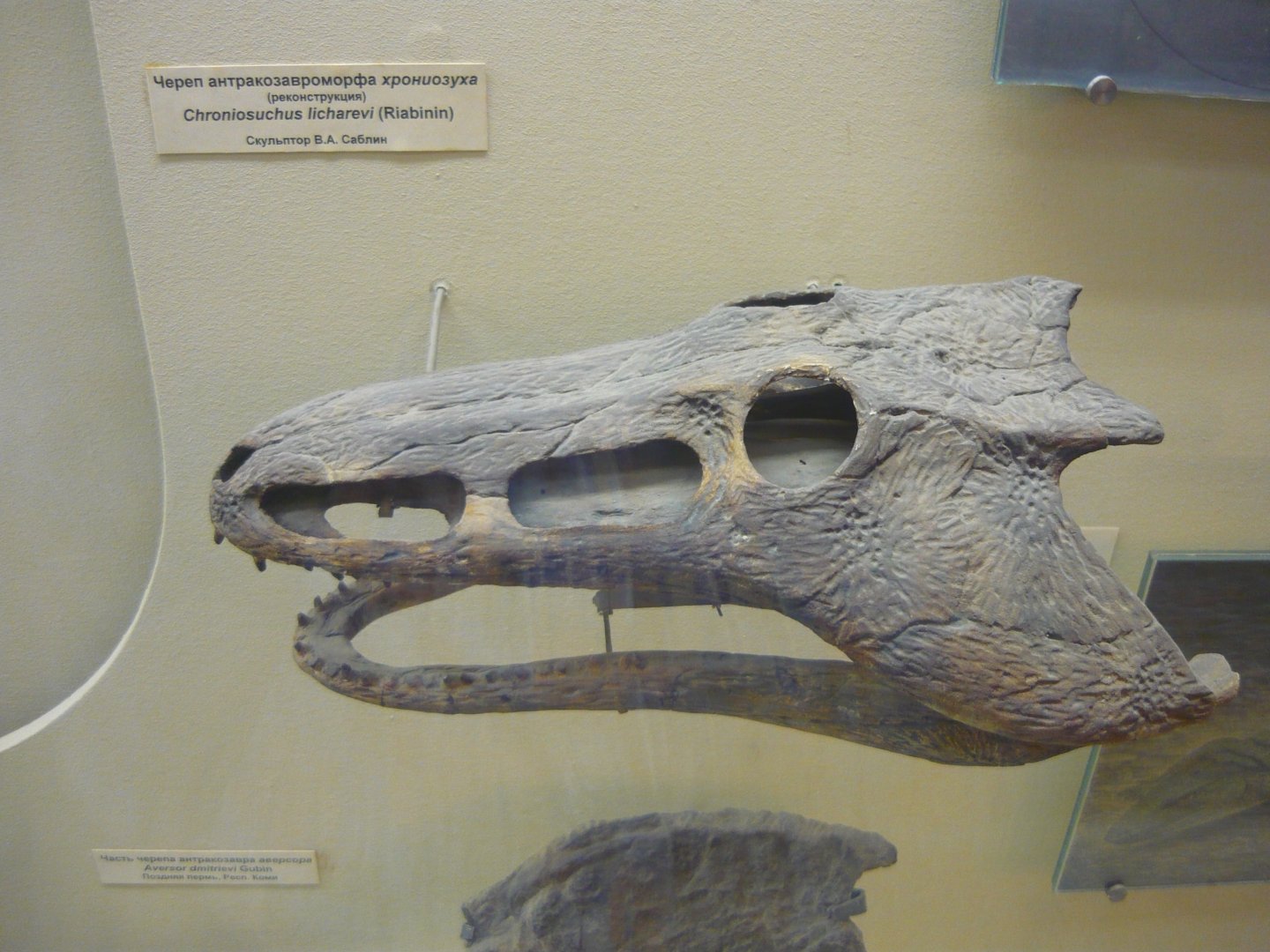 Chroniosuchus licharevi skull (model)