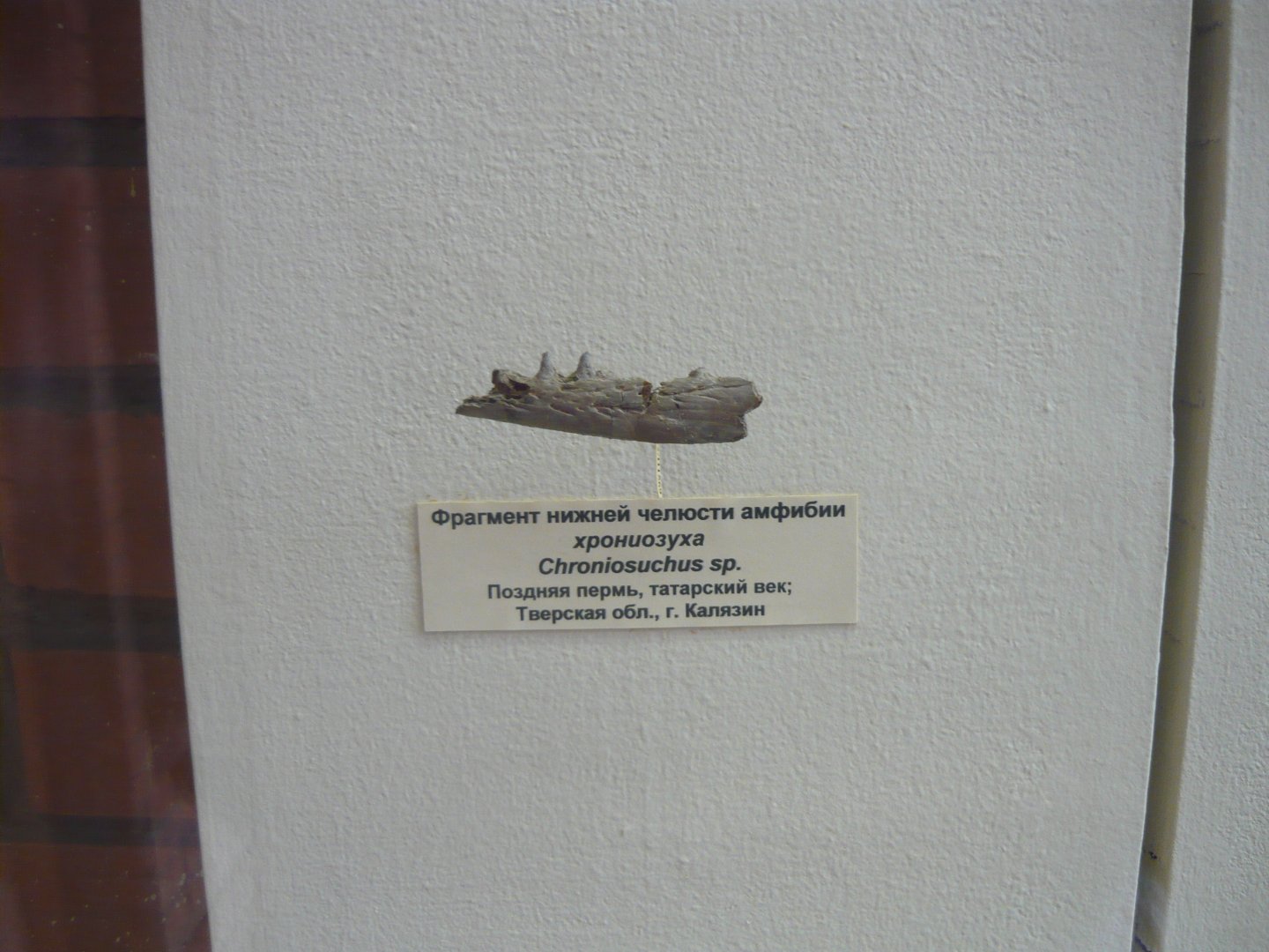 Chroniosuchus sp. jaw fragment