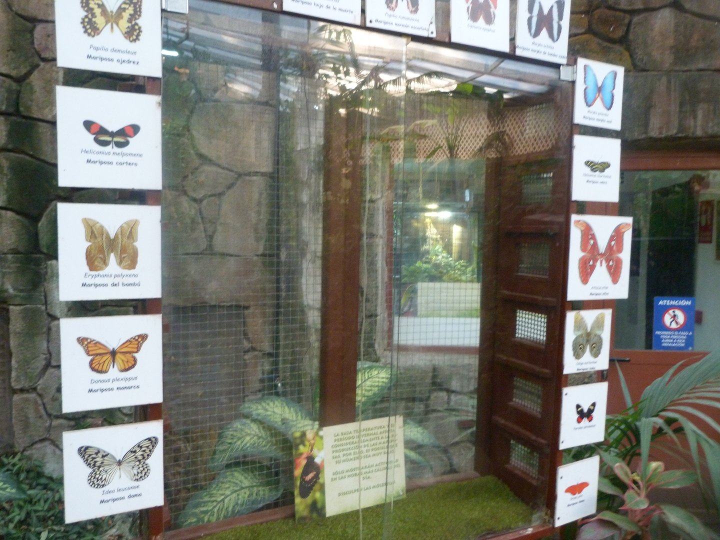 Chrysalid hatchery -Faunia (2025)