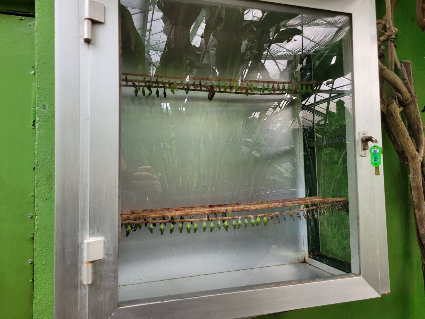 Chrysalis display -Zoo de Santillana del Mar (2023)