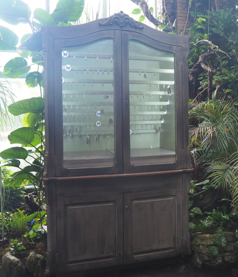 Chrysalis emerging cabinet, 2020-06-28