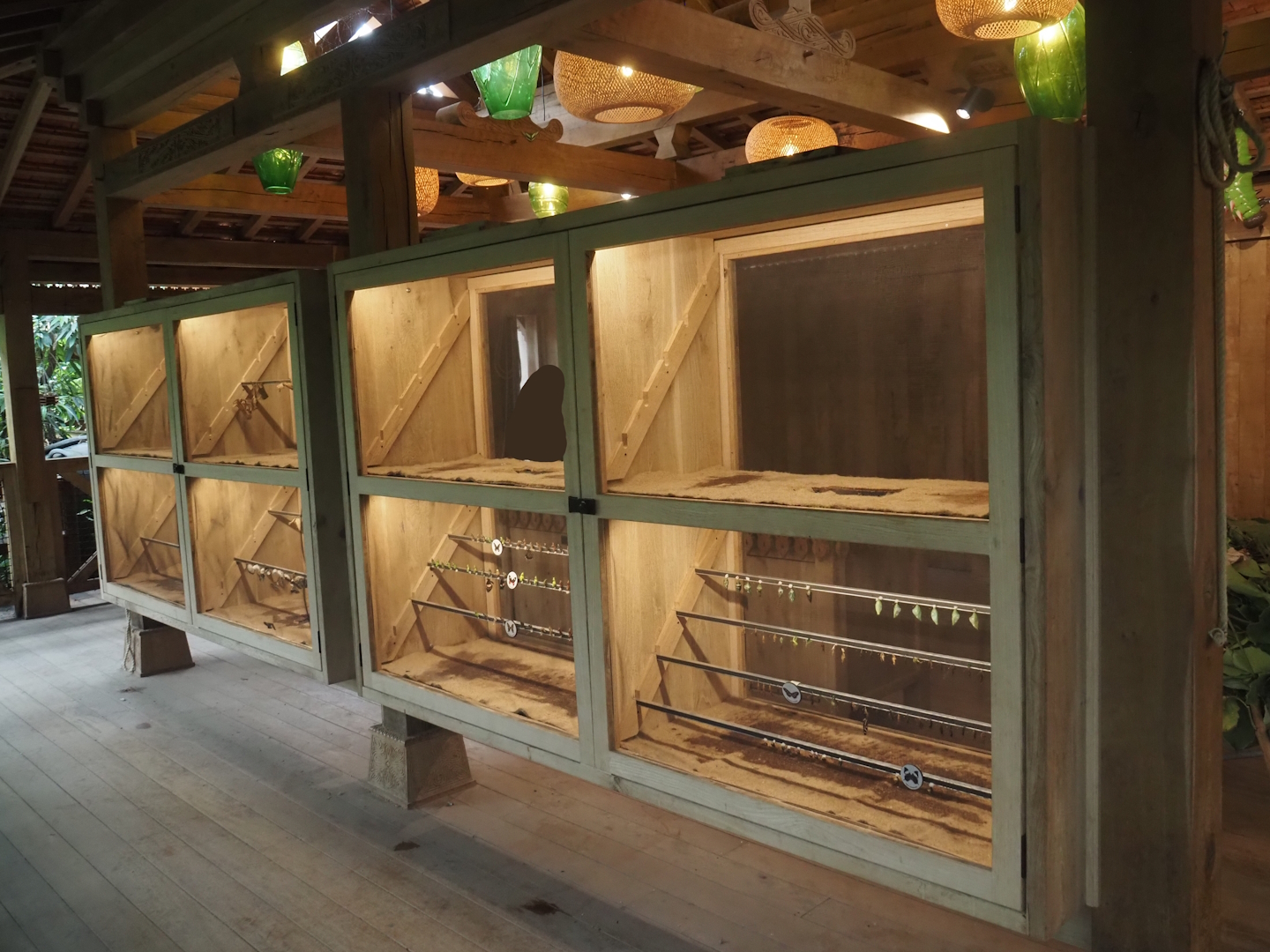 Chrysalis hatching cases in the Asian greenhouse, 2025-06-03