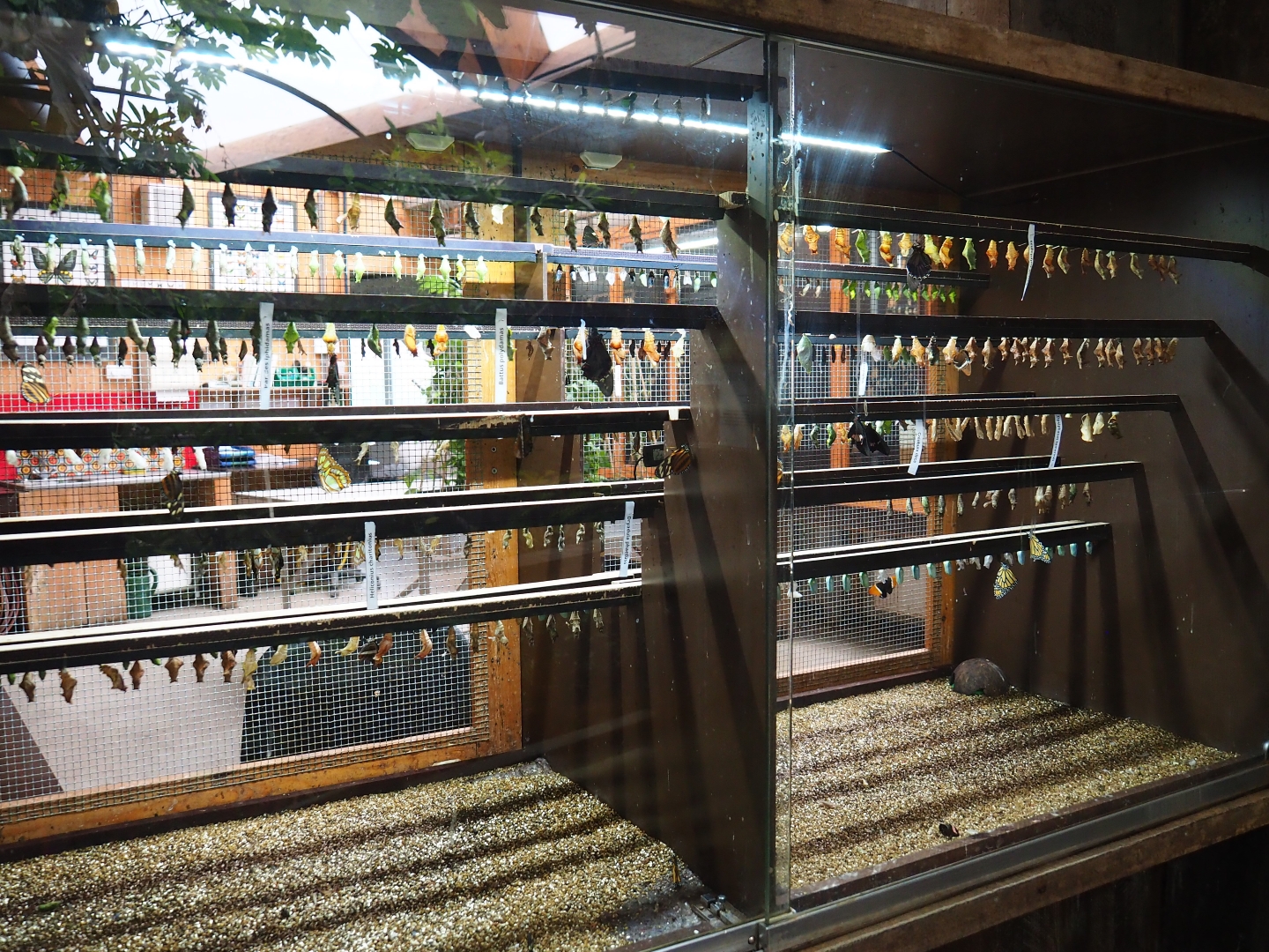 Chrysalis hatching room (Nov 10th, 2018)