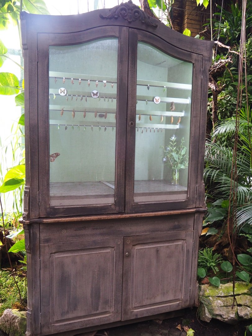 Chrysalis hatching room