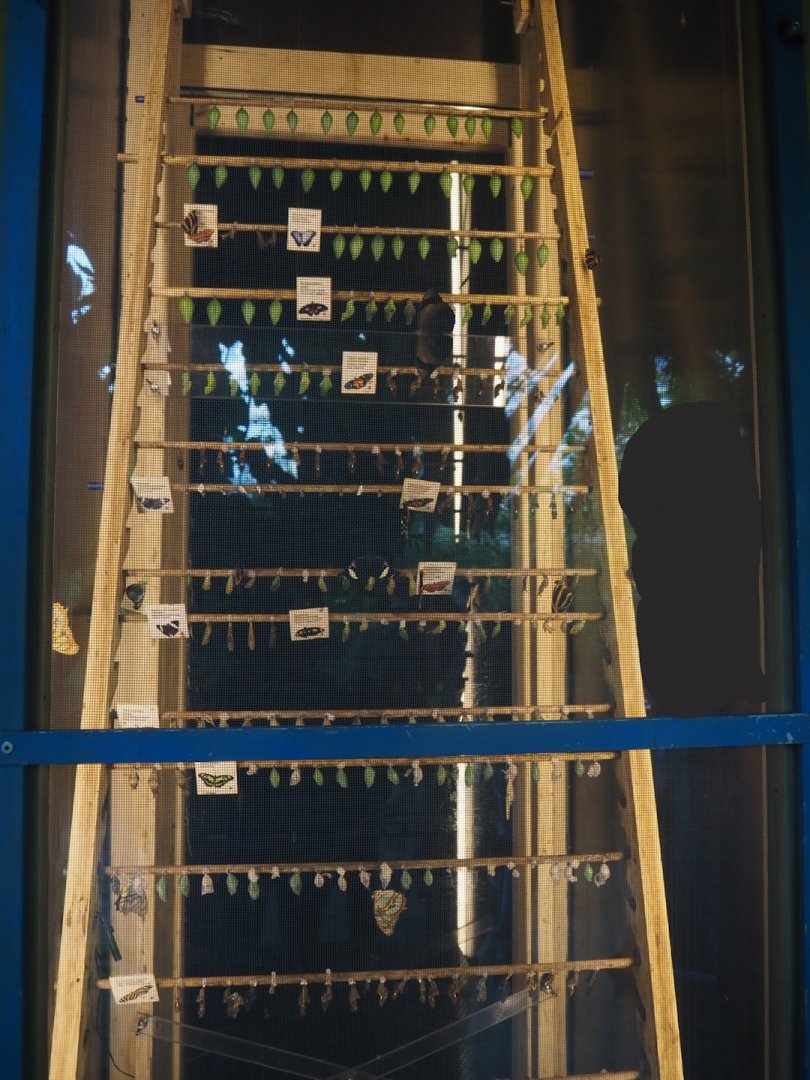 Chrysalis rack, 2025-05-17
