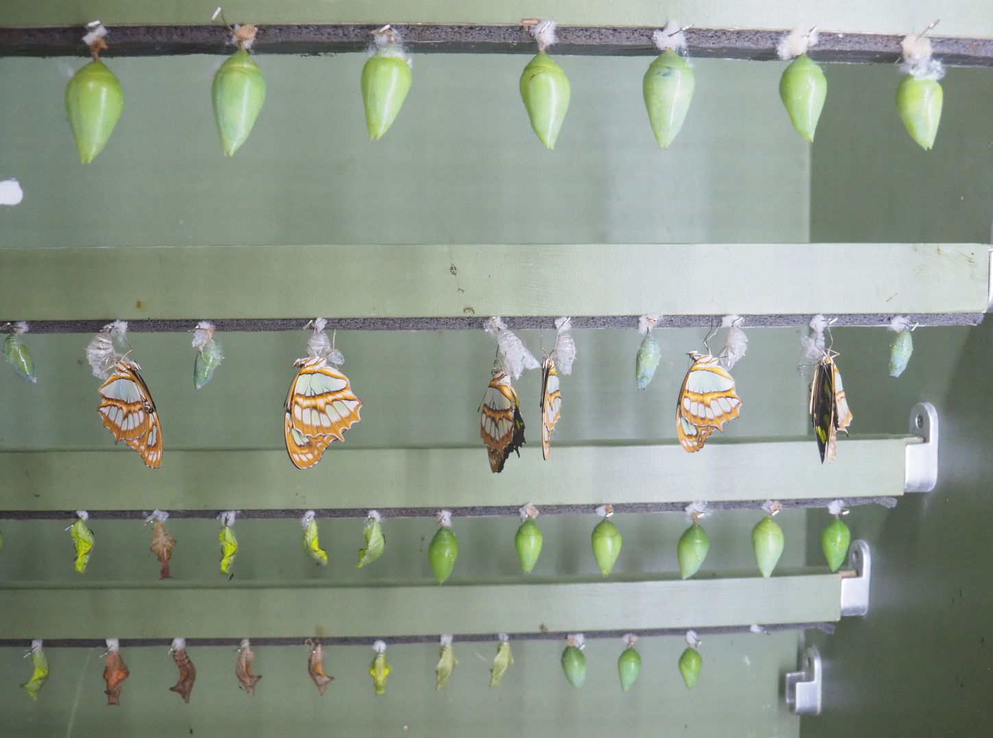 Chrysalises and freshly hatched butterflies in the hatching cabinet, 2022-05-26