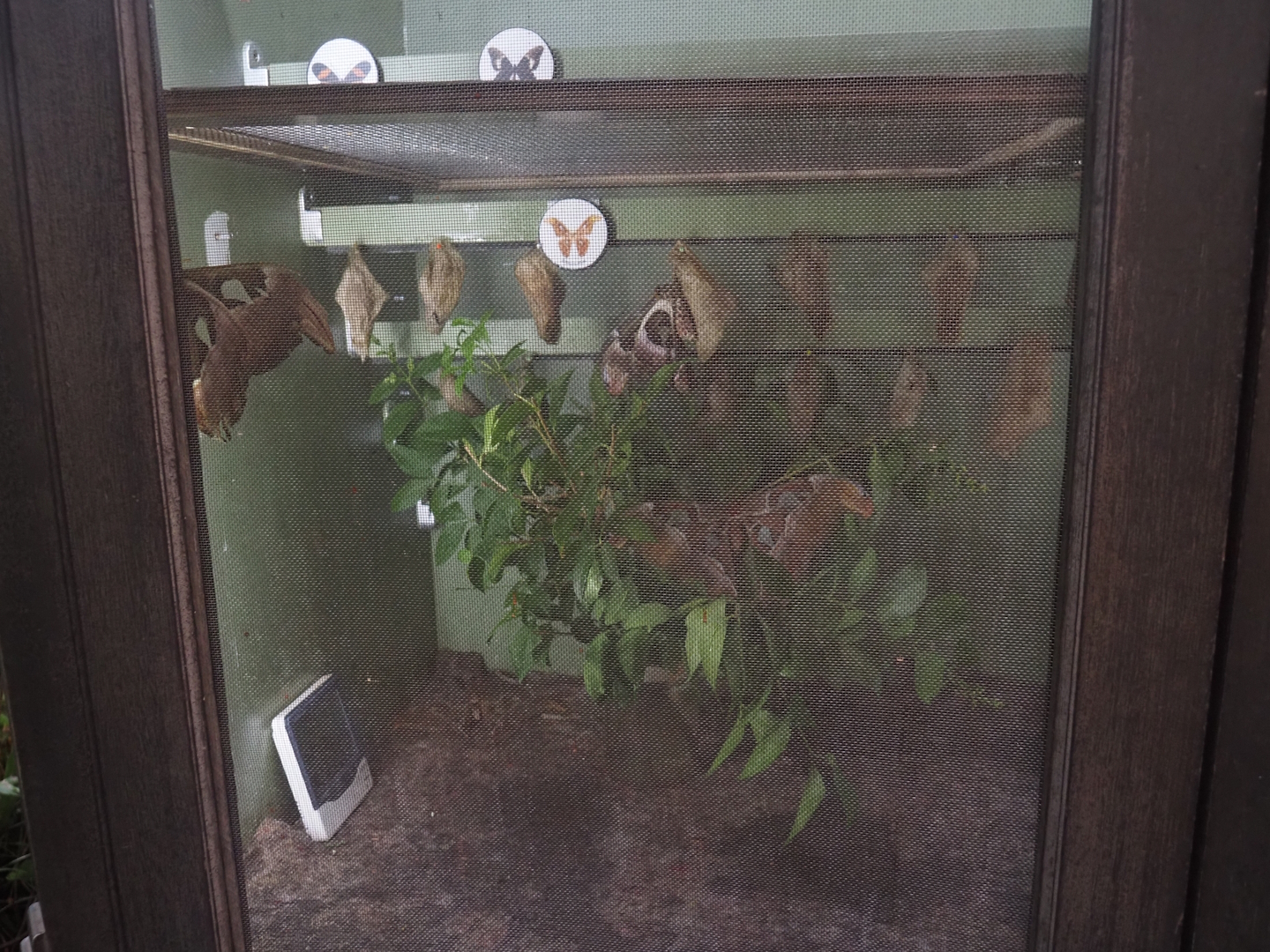 Chrysalises of and newly emerged Atlas moths (Attacus atlas), 2025-05-14