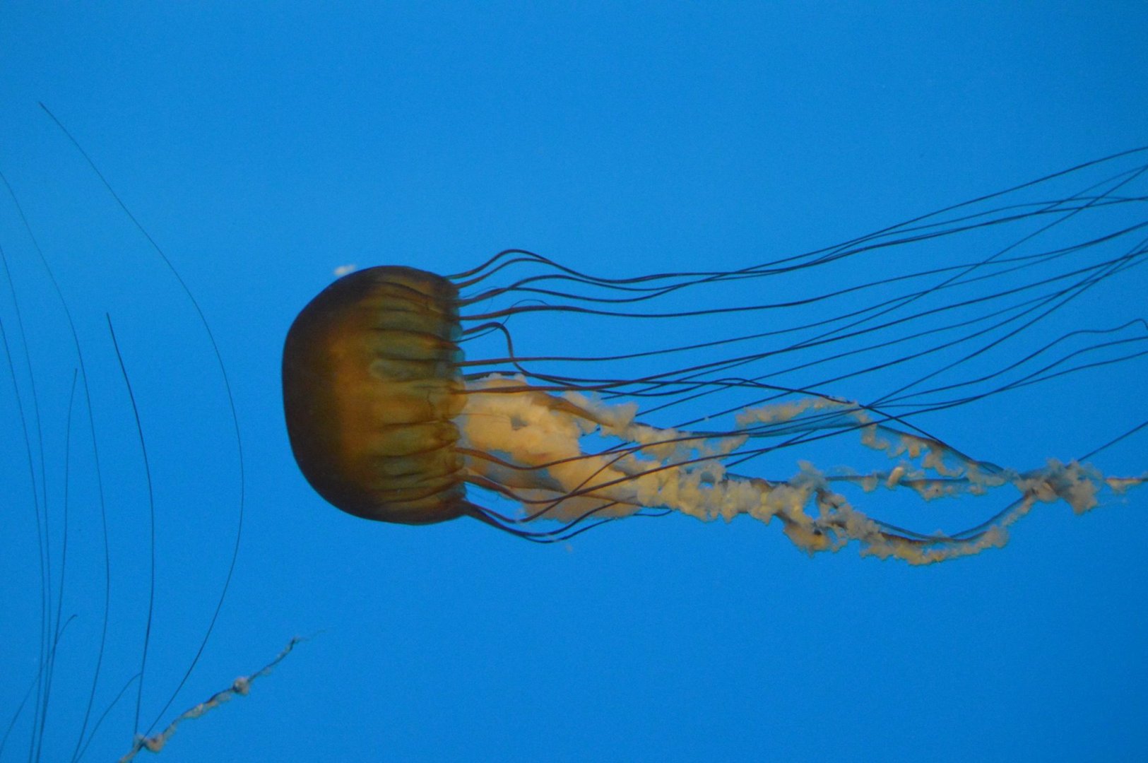 Chrysaora fuscescens