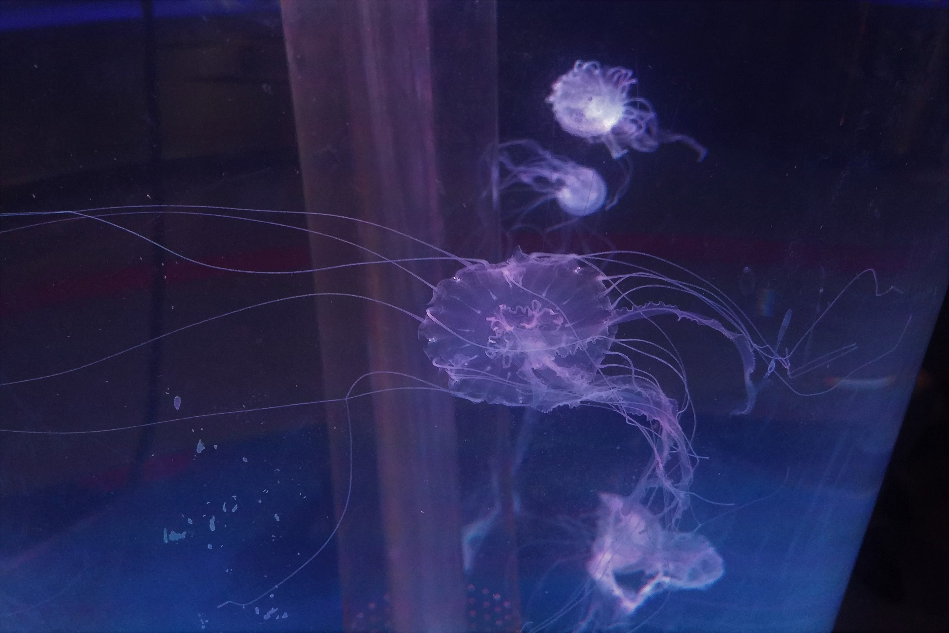 Chrysaora quinquecirrha