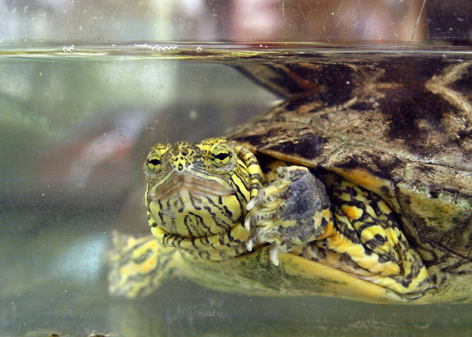 Chrysemys picta bellii