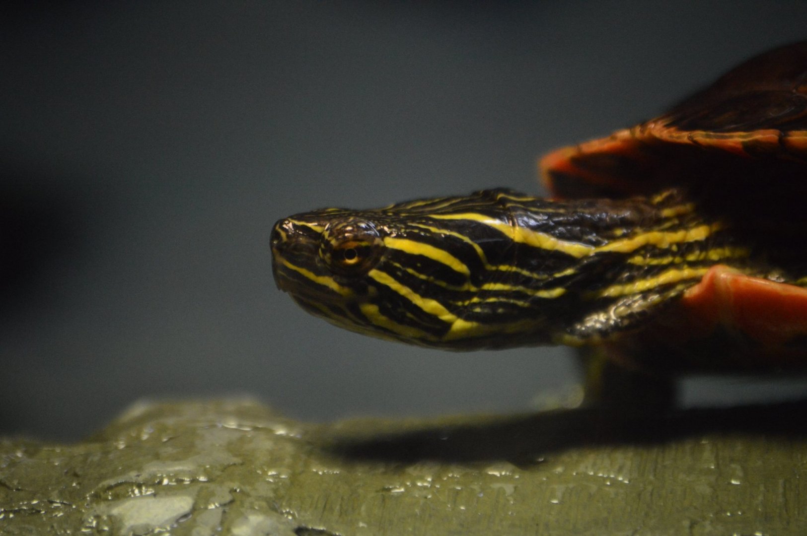 Chrysemys picta bellii