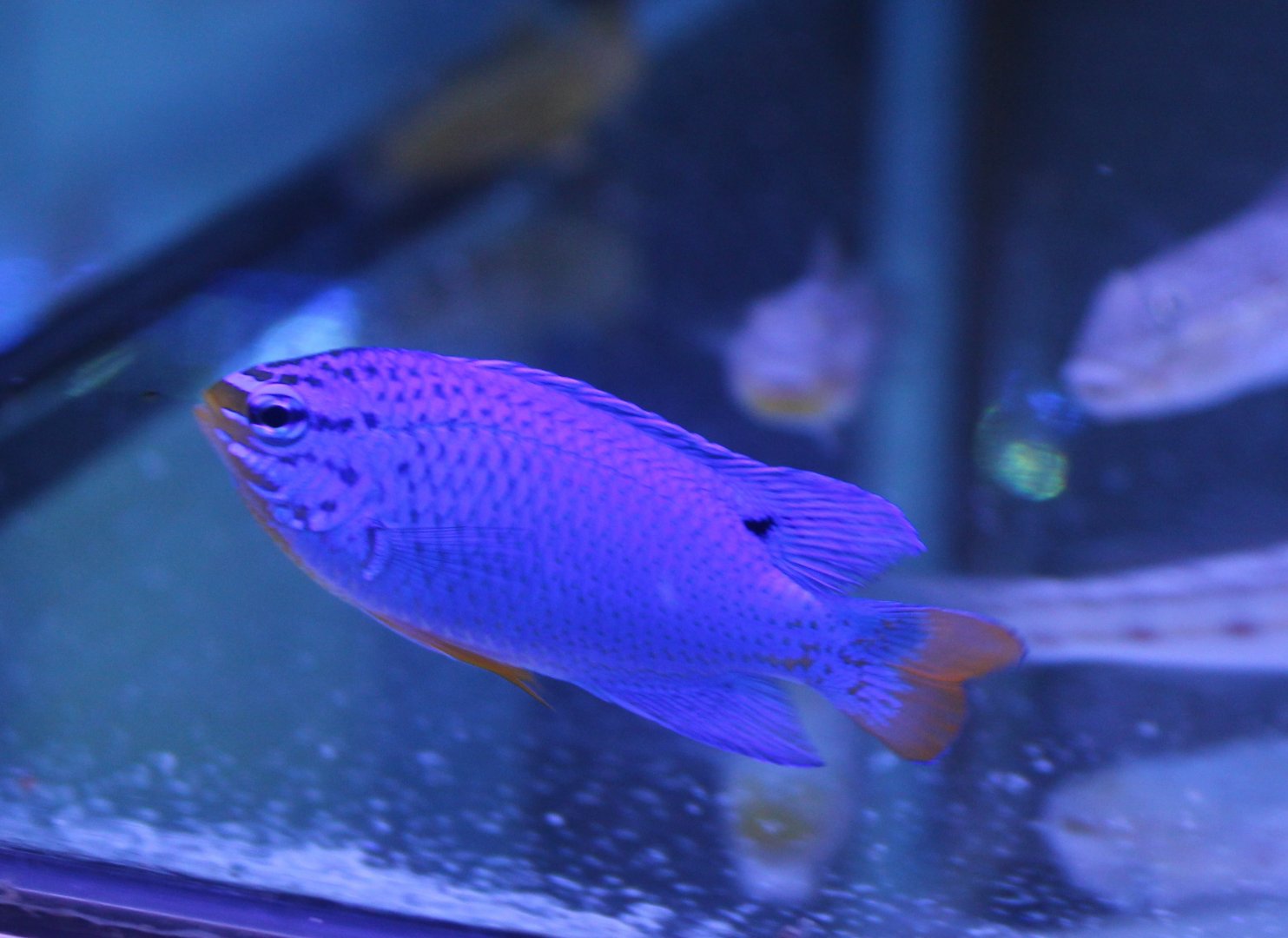 Chrysiptera cyanea - Sapphire devil