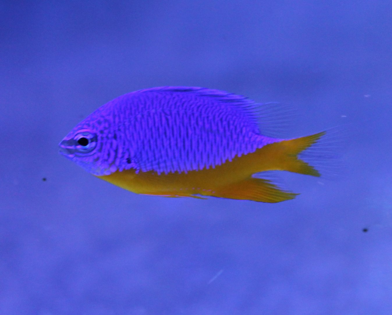 Chrysiptera hemicyanea