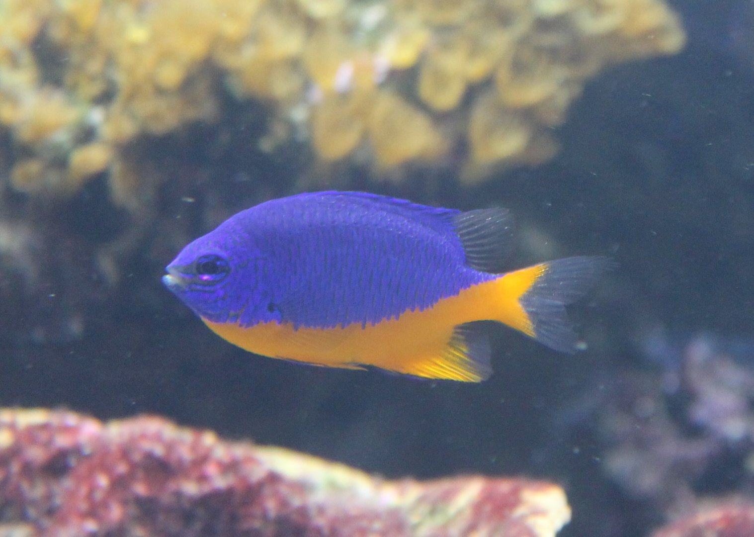 Chrysiptera hemicyanea