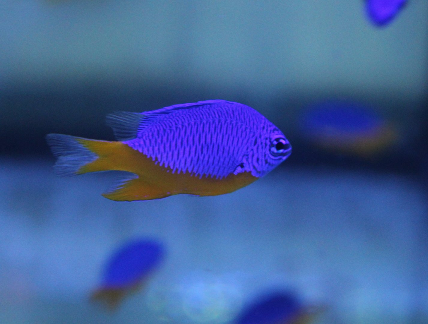 Chrysiptera hemicyanea