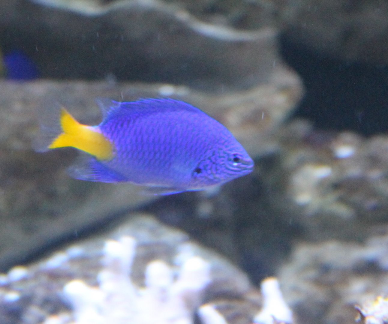 Chrysiptera parasema