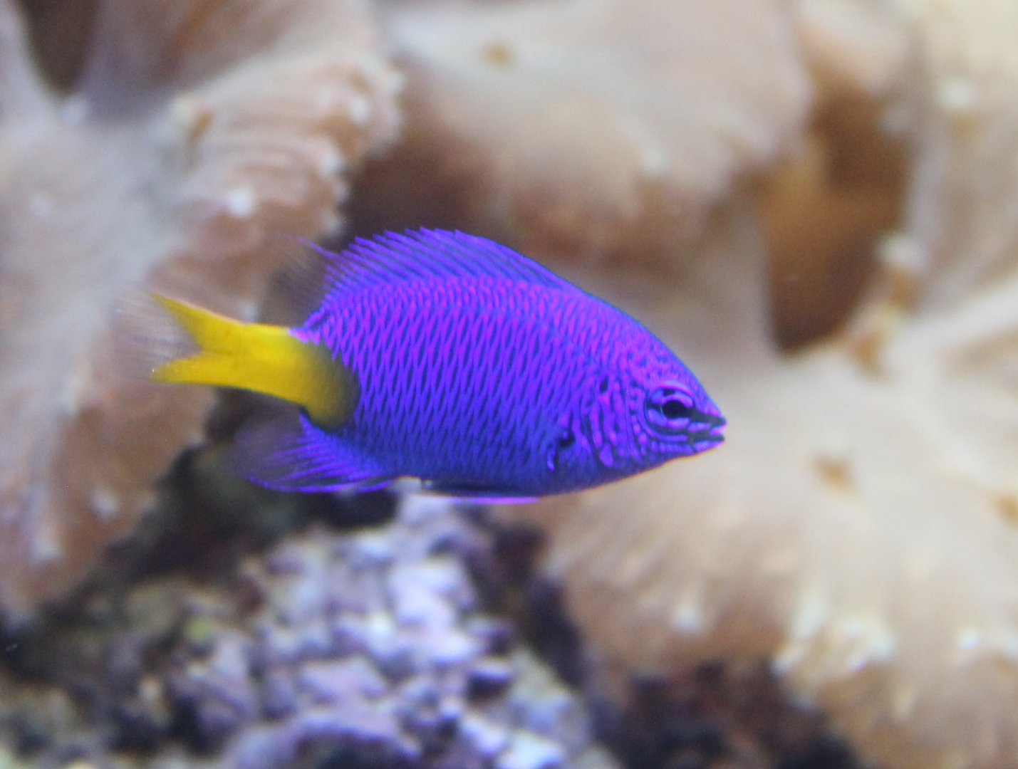 Chrysiptera parasema