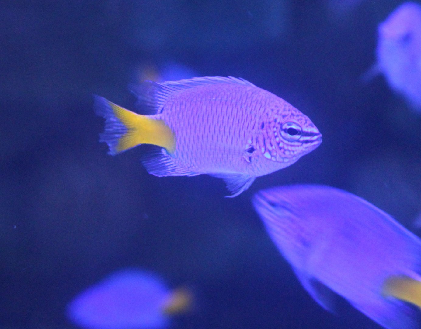 Chrysiptera parasema