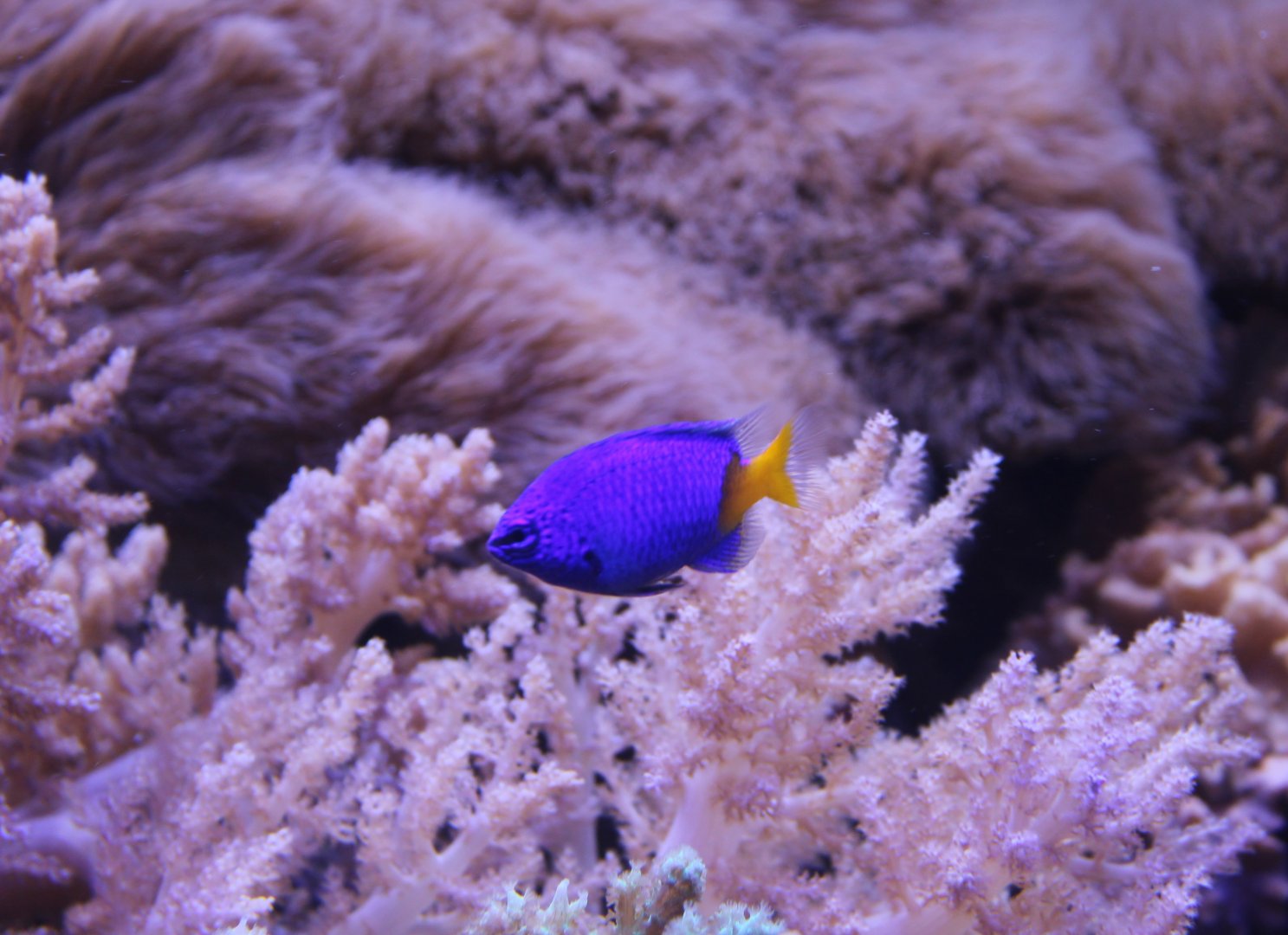 Chrysiptera parasema