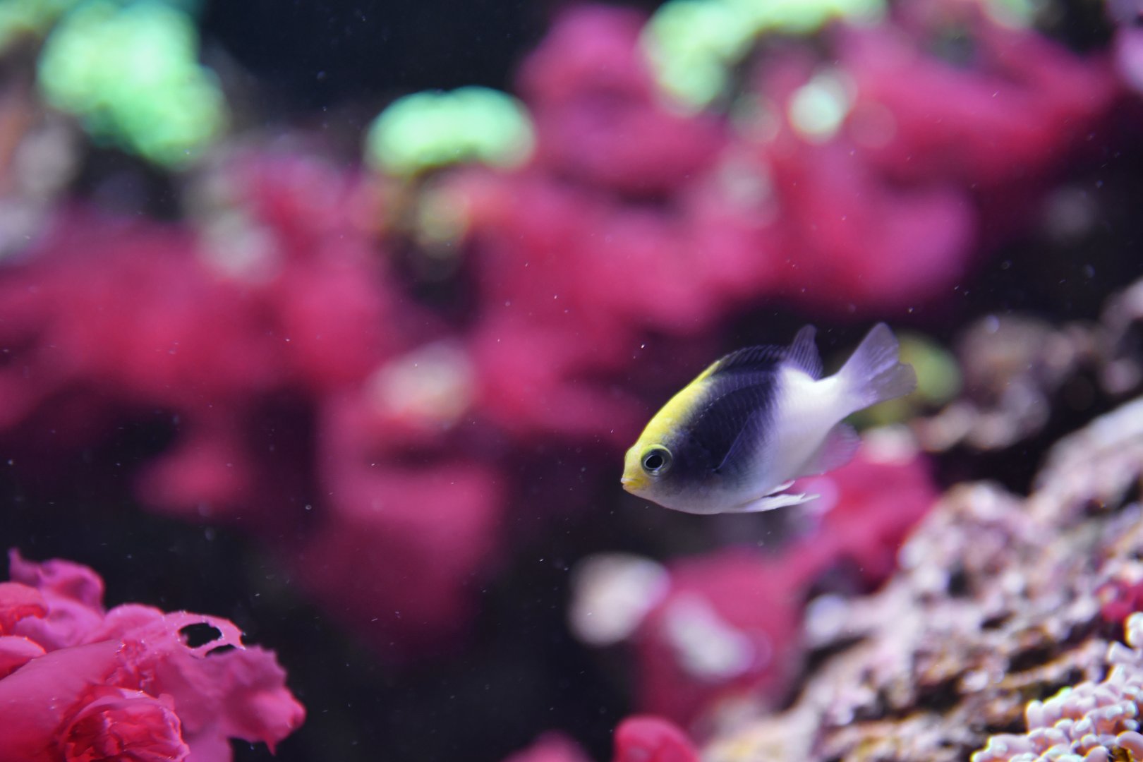 Chrysiptera rollandi