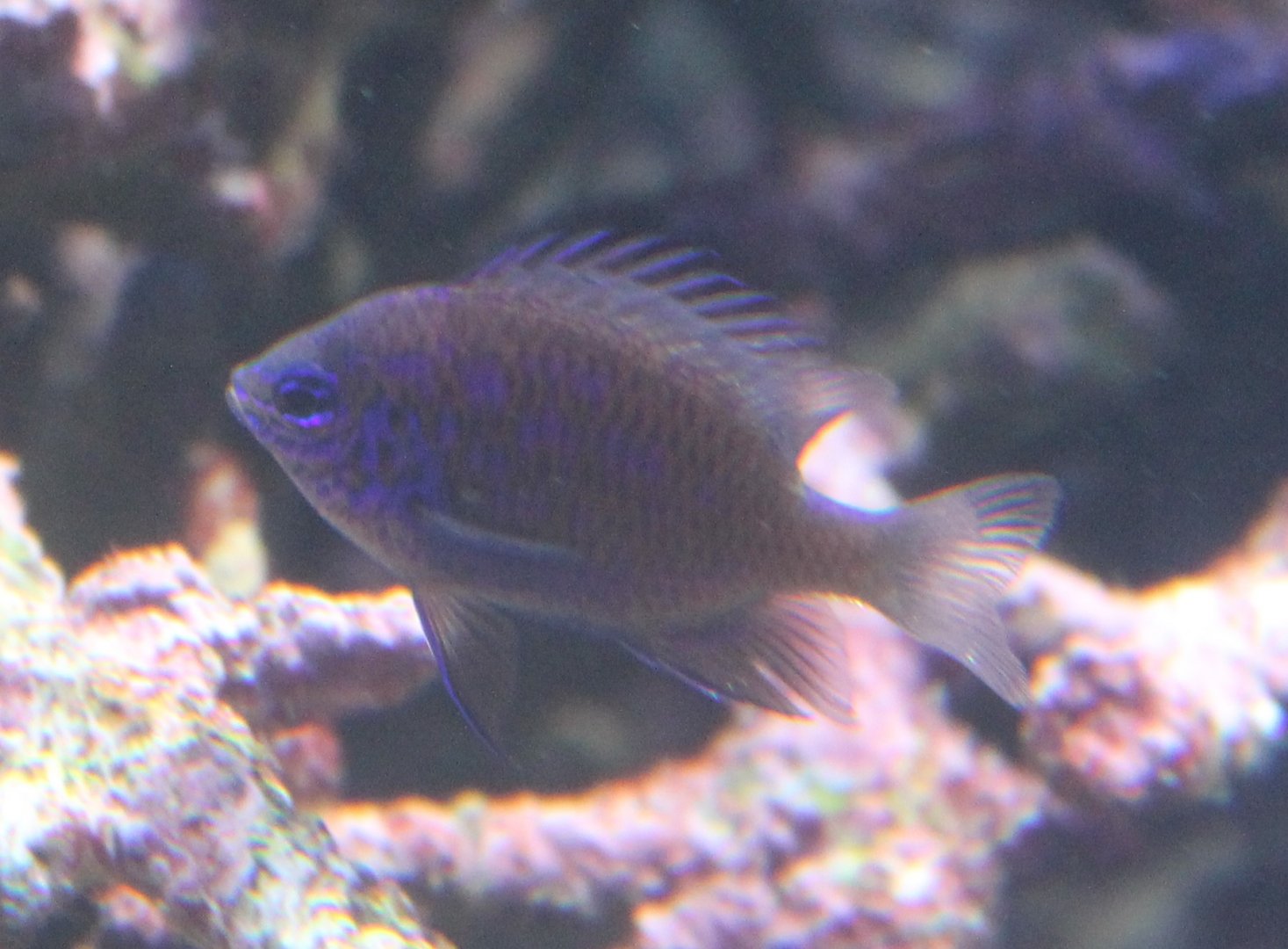 Chrysiptera springeri