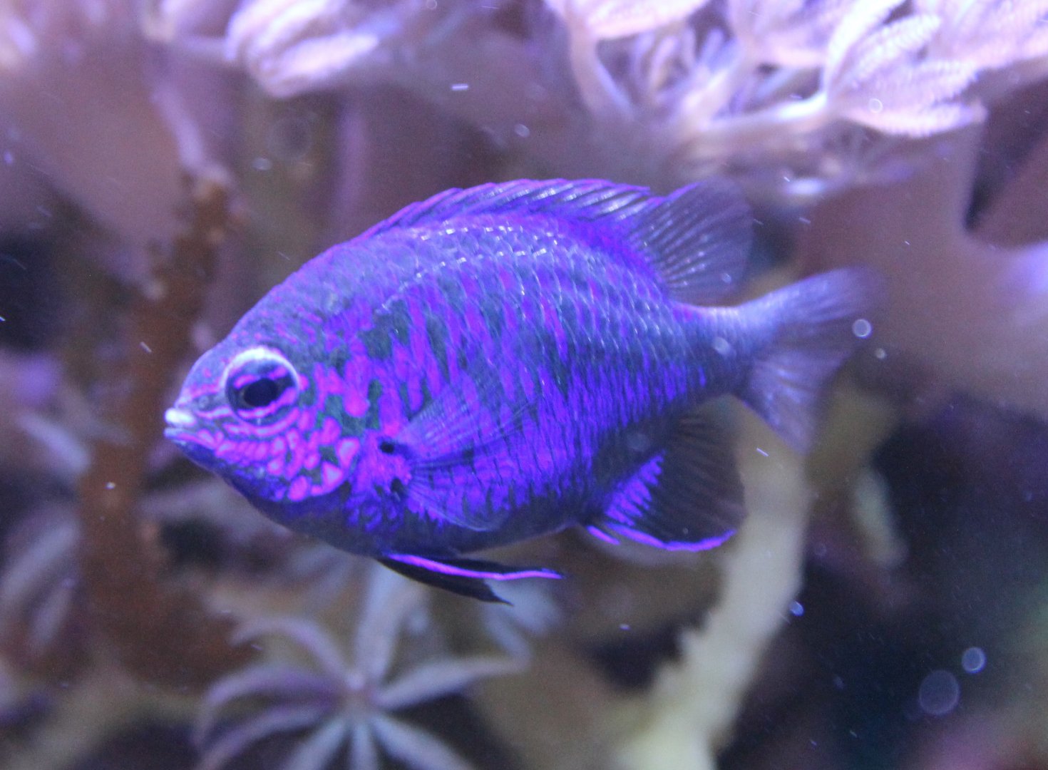 Chrysiptera springeri