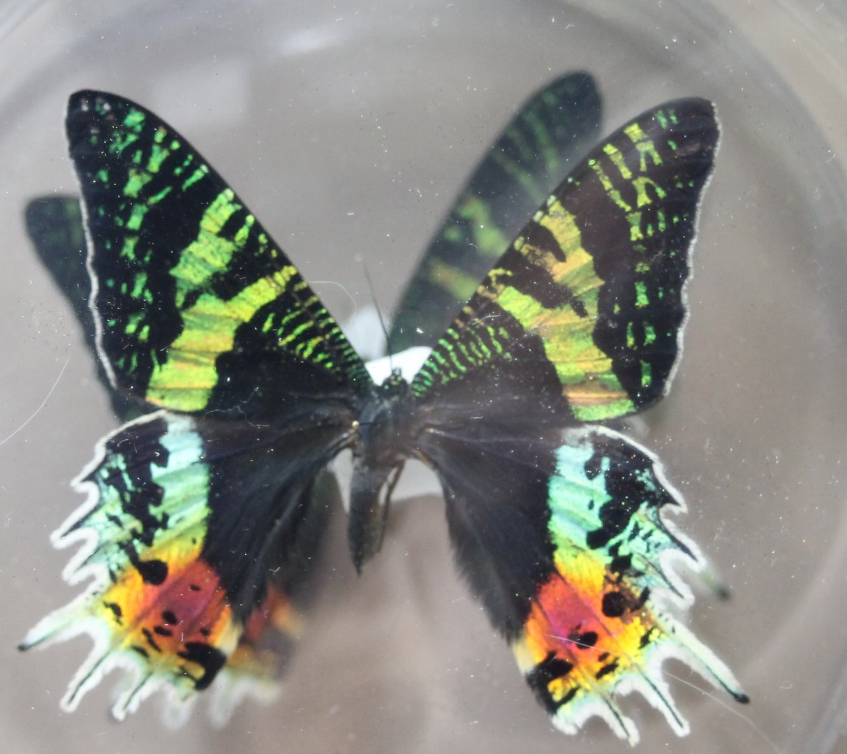 Chrysiridia rhipheus