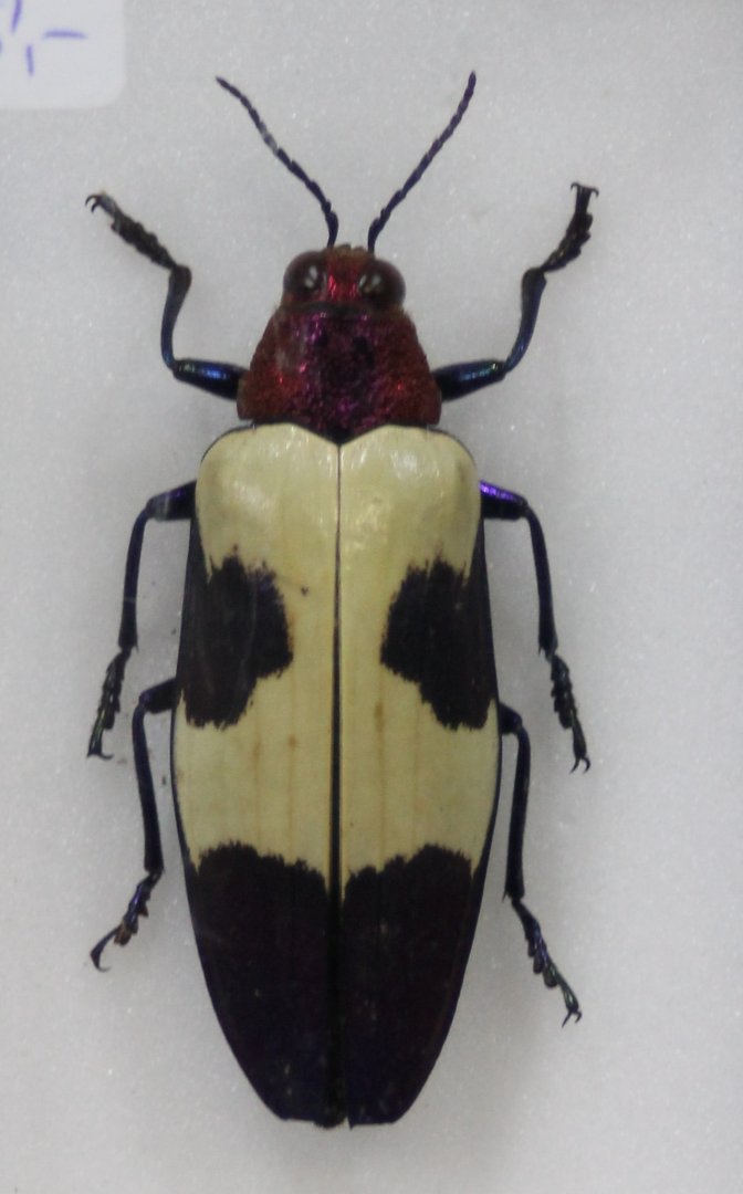 Chrysochroa buqueti