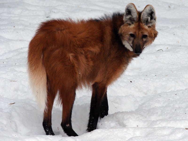 Chrysocyon brachyurus / Maned Wolf (female Olga)
