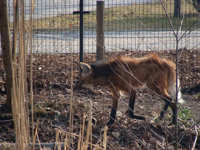 Chrysocyon brachyurus