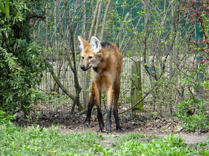 Chrysocyon brachyurus