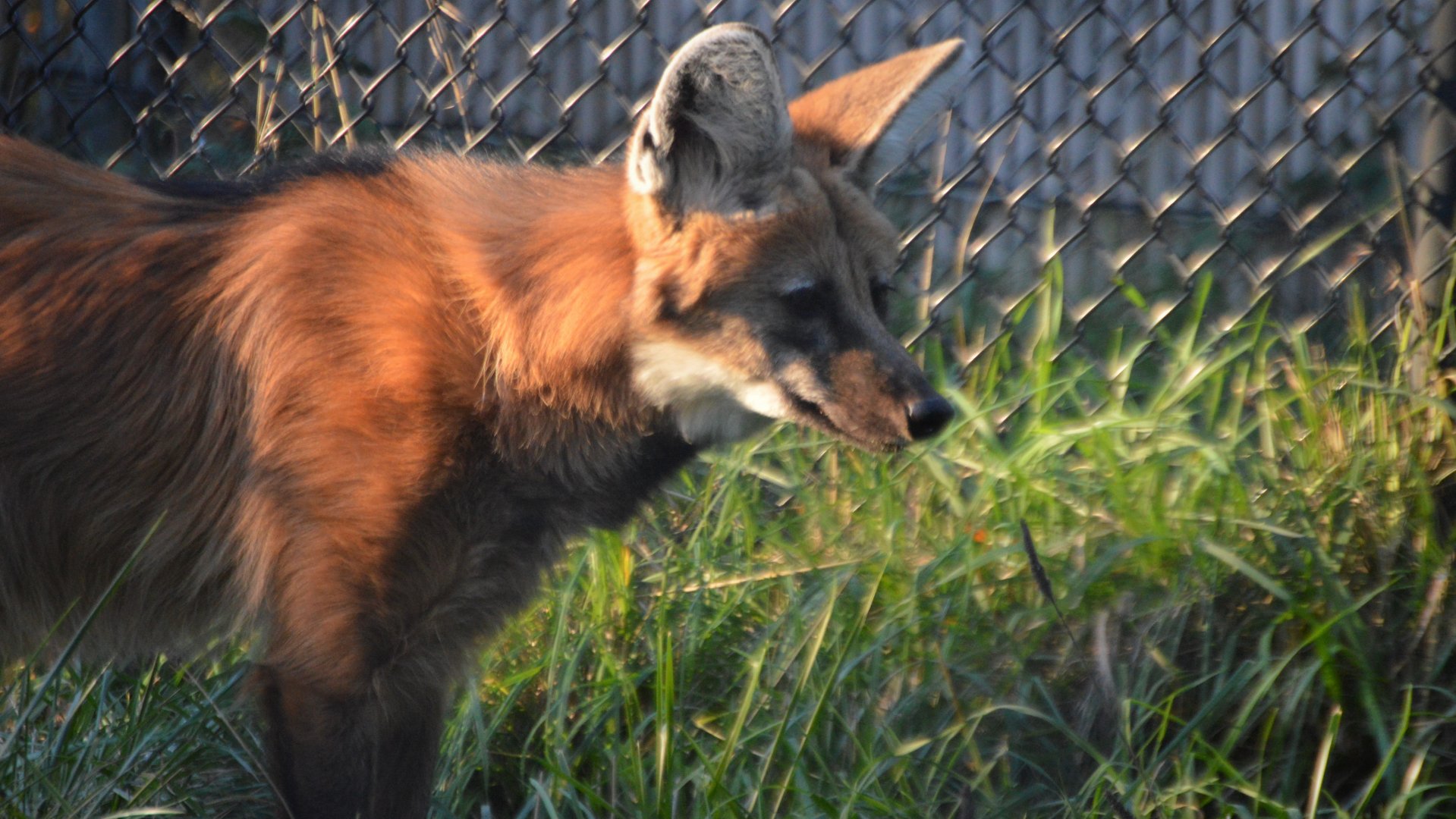 Chrysocyon brachyurus