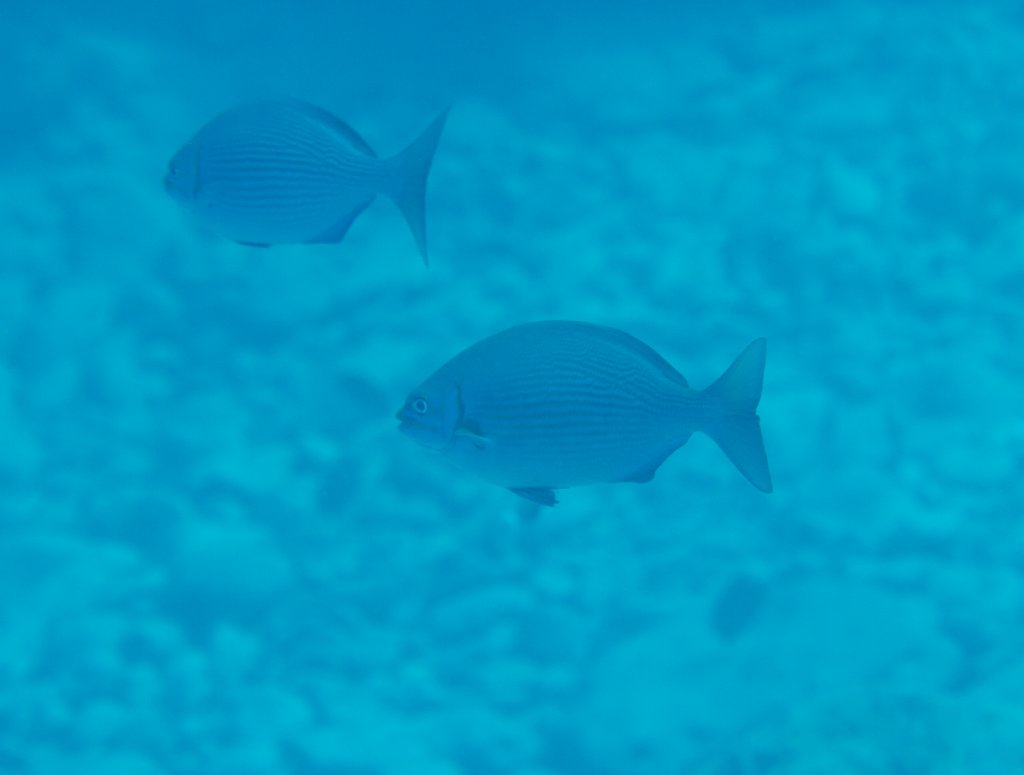 Chub (Kyphosus spp.)