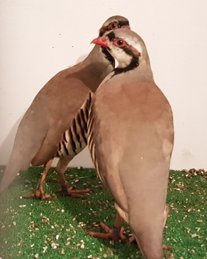 Chucar patridges - Alectoris chukar