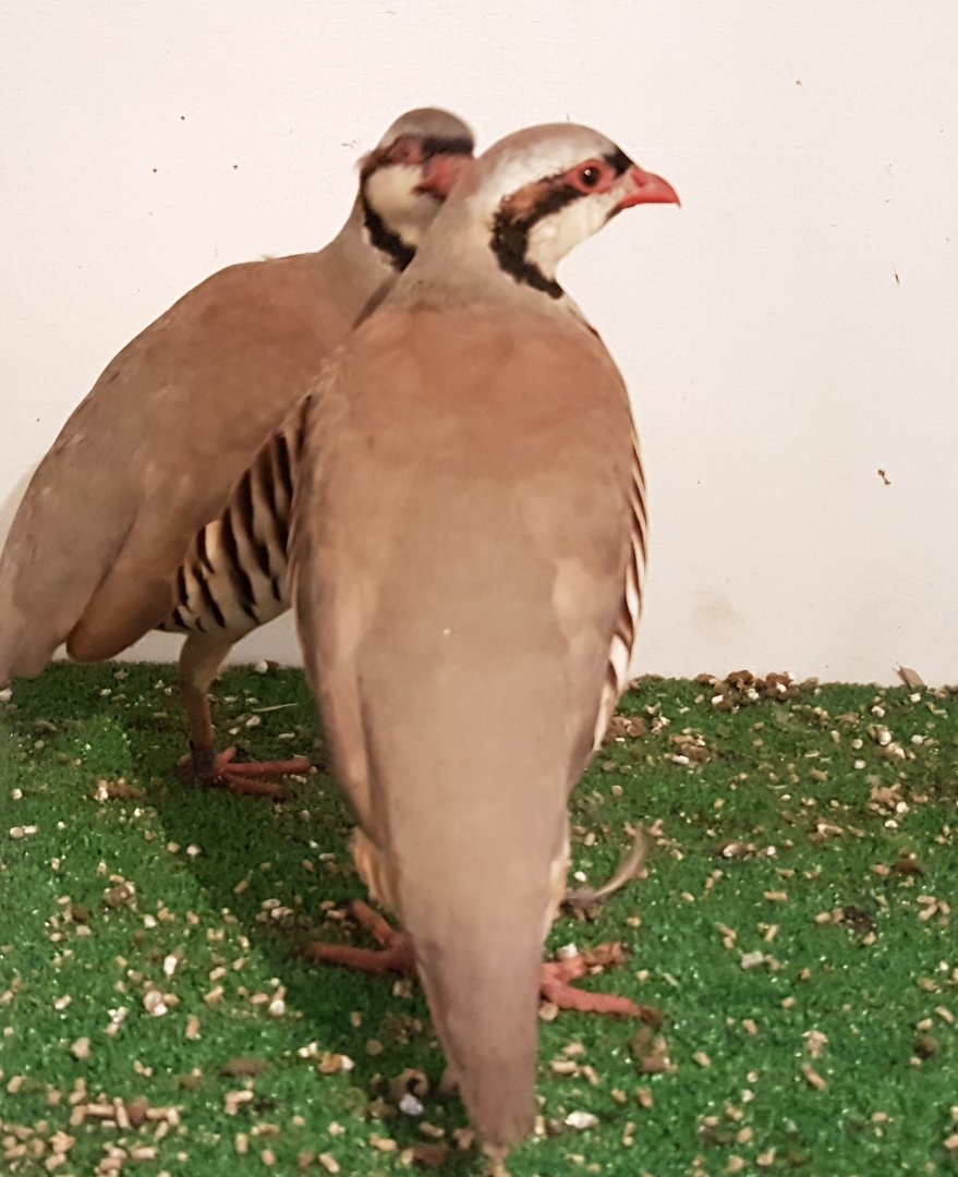 Chucar patridges - Alectoris chukar