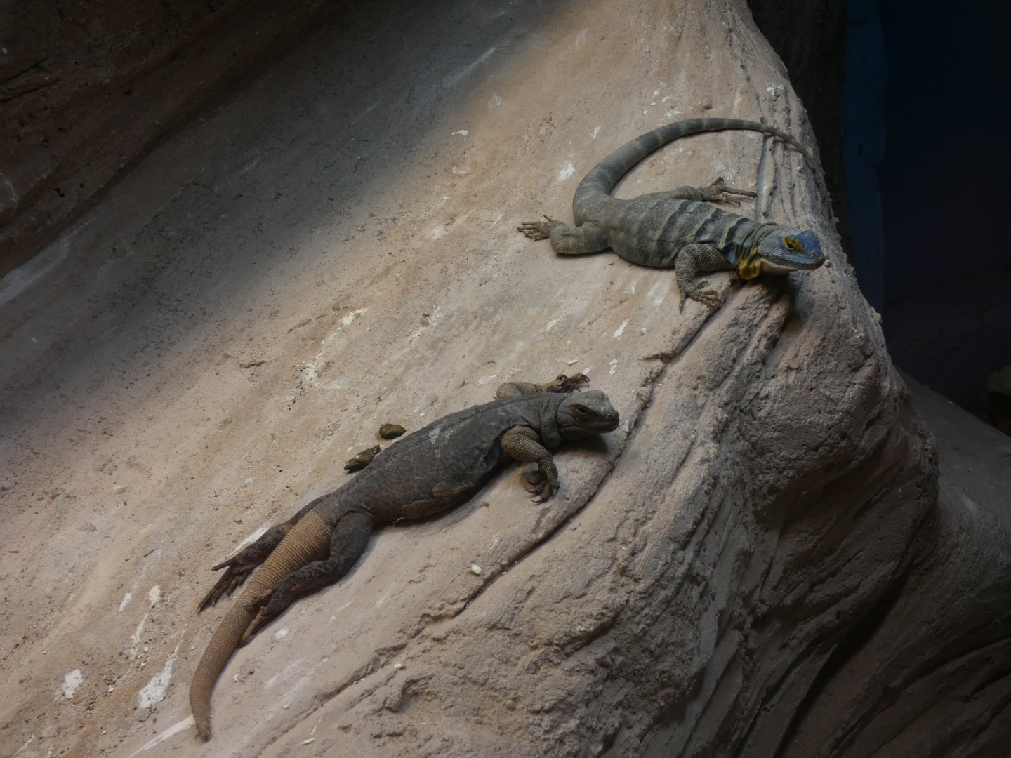Chuckwalla and Baja blue rock lizard