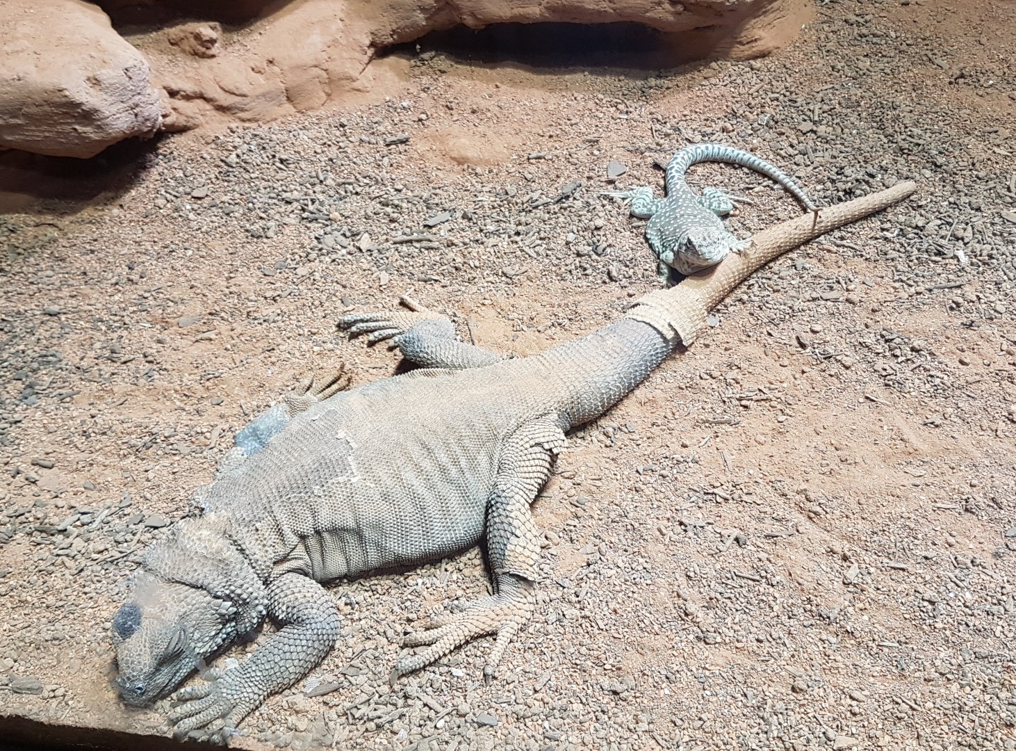 Chuckwalla and Collared lizard