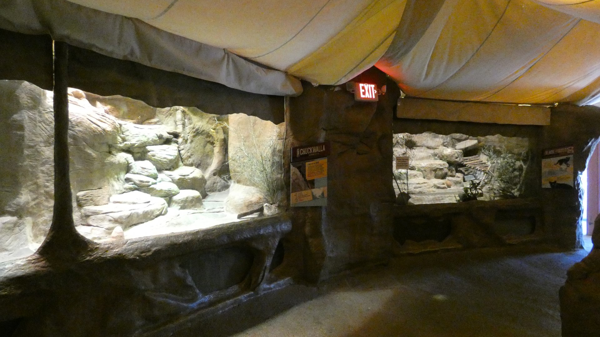 Chuckwalla & Black Footed Cat Exhibits, Desert's Edge - Sep. 2021