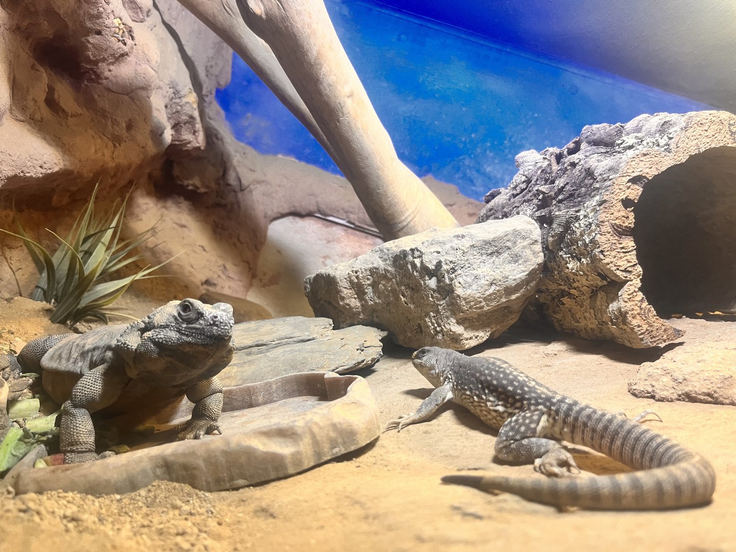 Chuckwalla & Desert Iguana