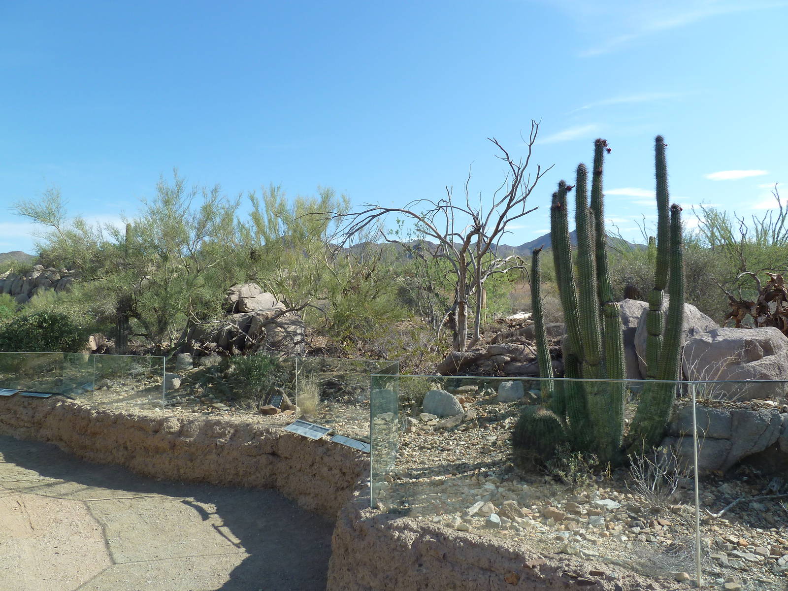Chuckwalla/Eastern Collared Lizard Exhibit