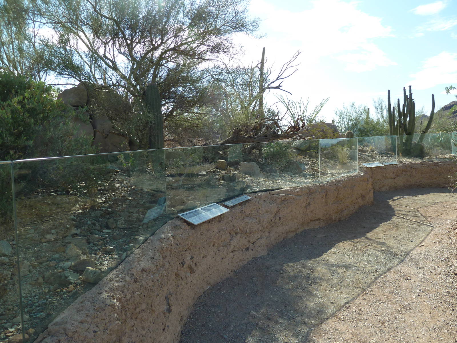Chuckwalla/Eastern Collared Lizard Exhibit
